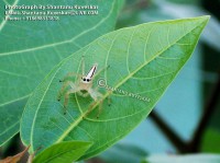 /album/spiders/spider-5-photograph-by-shantanu-kuveskar-jpg/